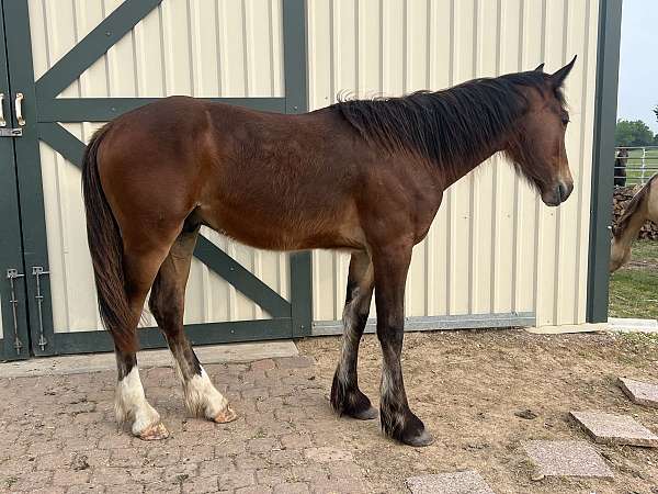 crossbred-draft-horse