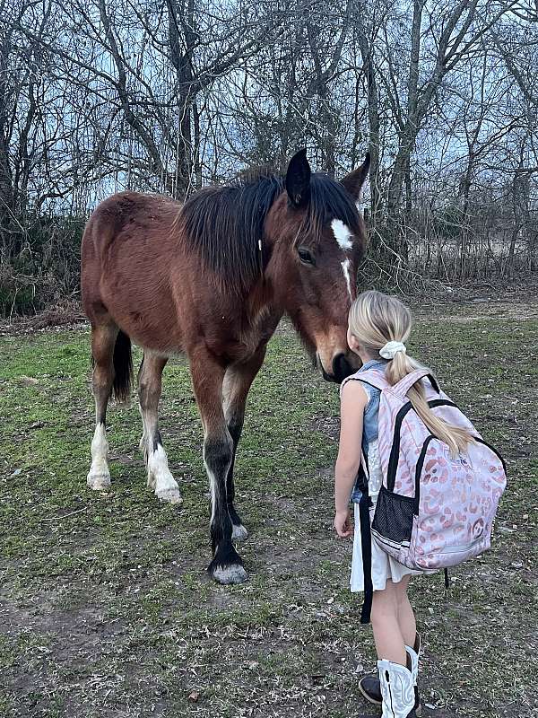 mounted-patrol-draft-horse