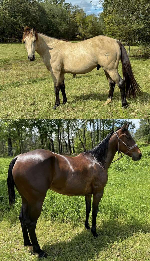 15-hand-quarter-horse-foal