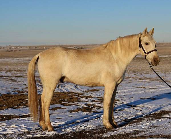 beginner-safe-morgan-horse