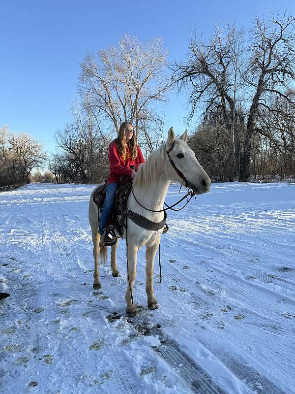 bridleless-morgan-horse