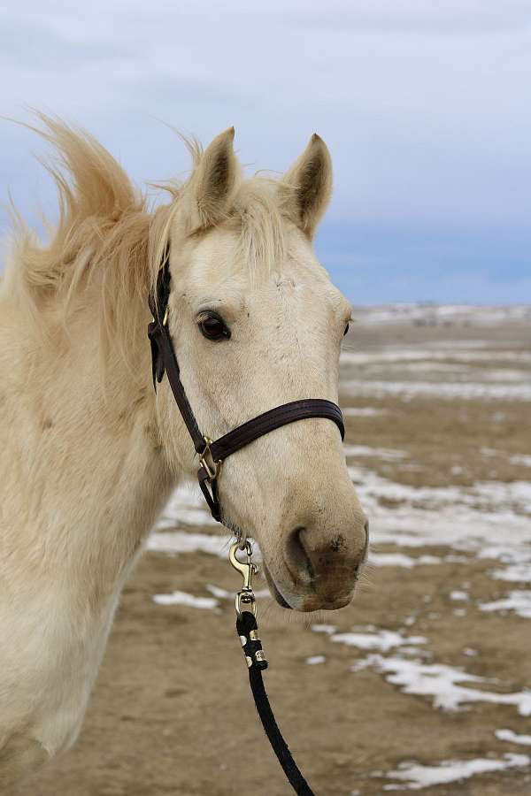 western-morgan-horse