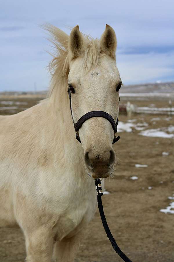 all-around-morgan-horse