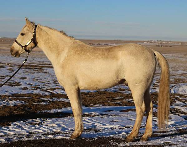 beginner-morgan-horse