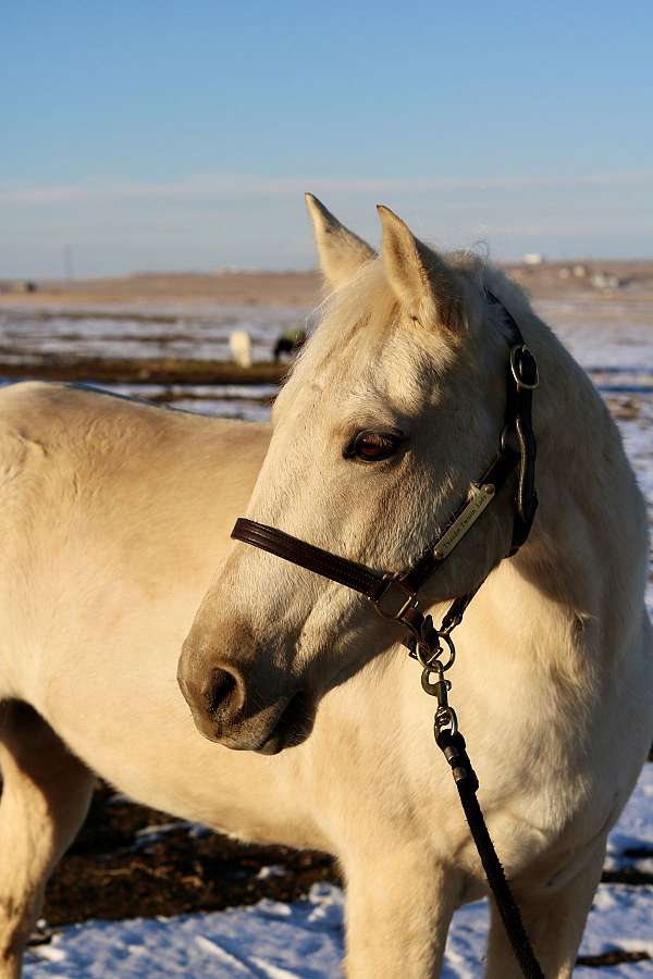 parade-morgan-horse