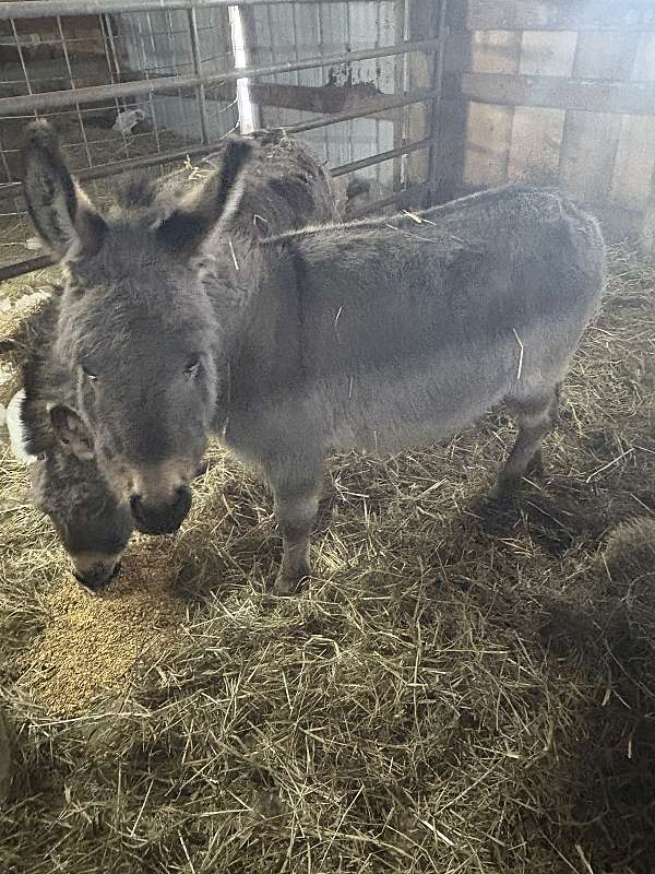 donkey-for-sale