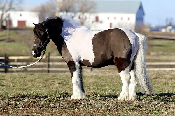 and-jumping-gelding