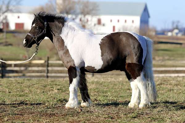 piebald-playday-pony