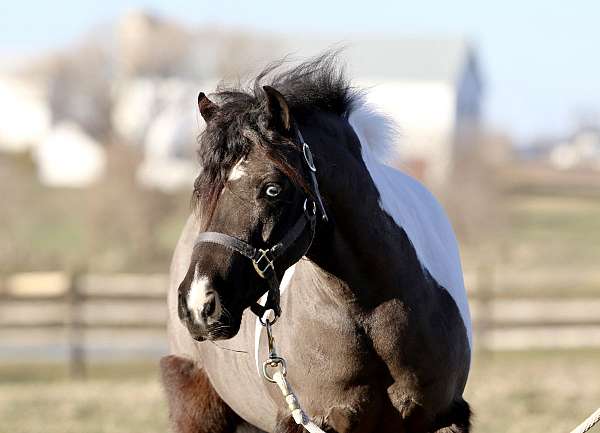 piebald-western-pleasure-pony