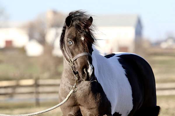 piebald-western-riding-pony