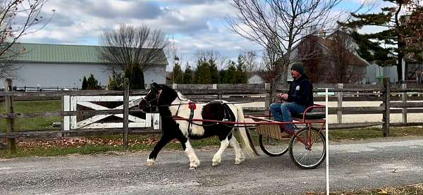 10-hand-piebald-pony