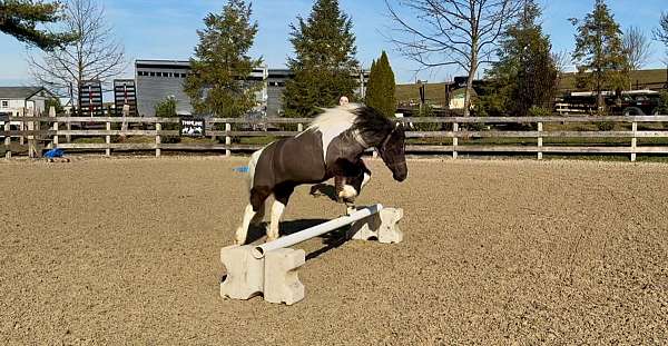 piebald-pony-for-sale