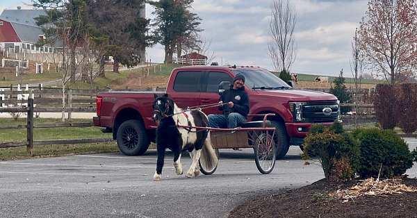 miniature-pony