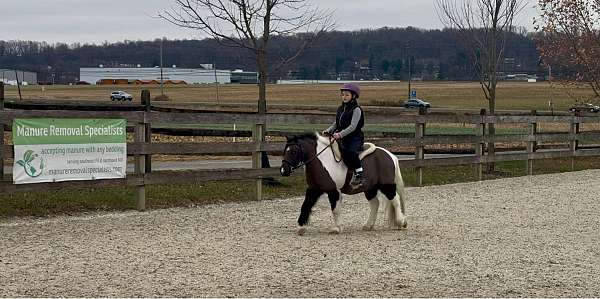 pony