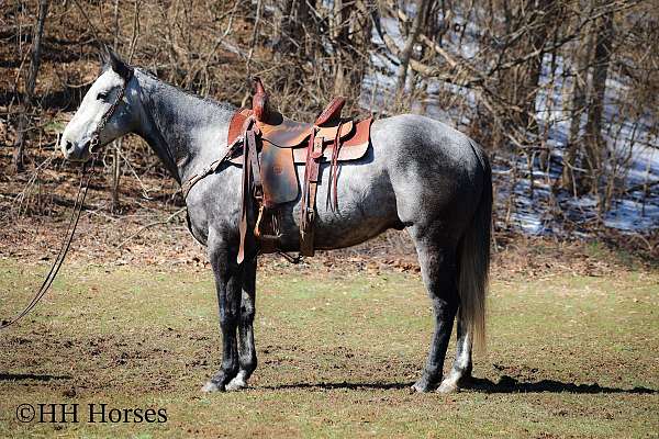 all-around-quarter-horse