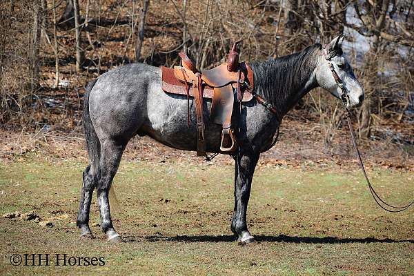 athletic-quarter-horse