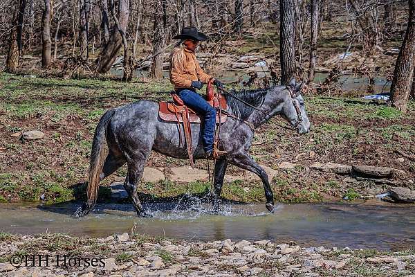 dappled-quarter-horse