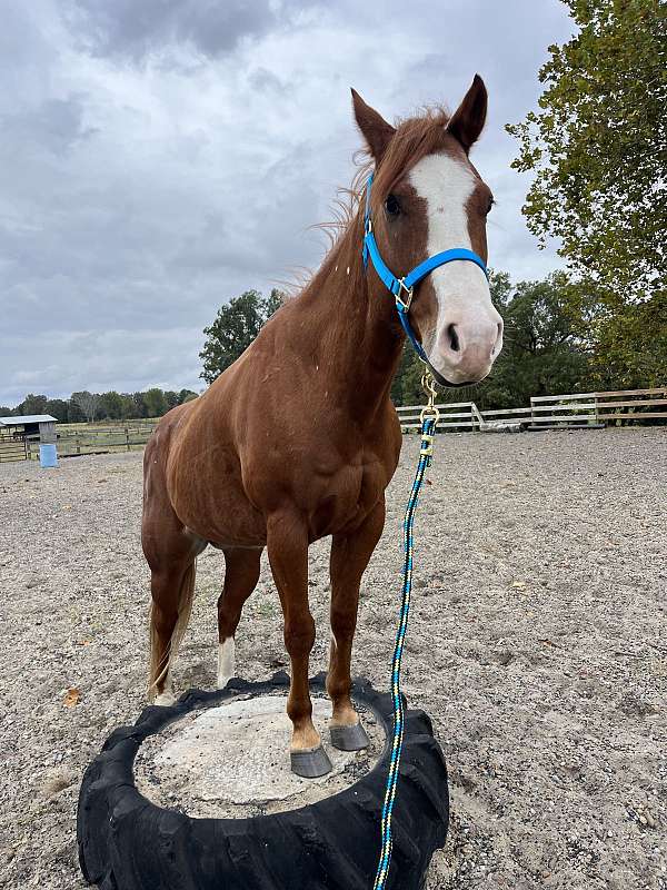 quarter-horse-for-sale