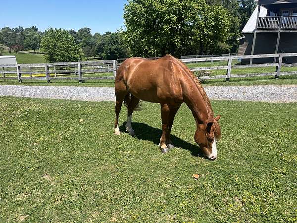 quarter-horse-gelding