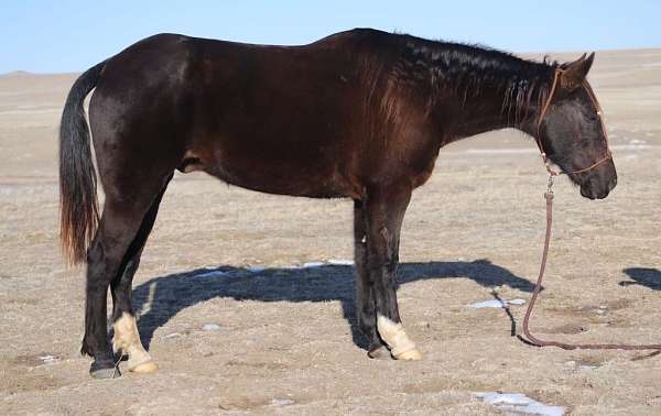 husband-safe-missouri-fox-trotter-horse