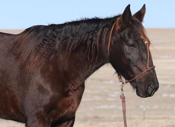 kid-safe-missouri-fox-trotter-horse