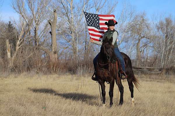 trail-missouri-fox-trotter-horse