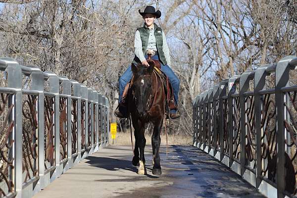 gaited-missouri-fox-trotter-horse