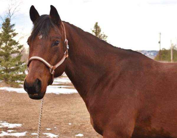 western-pleasure-quarter-horse