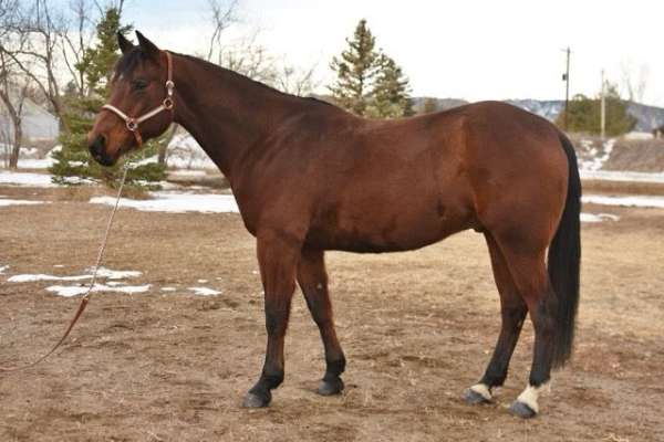 youth-suitable-gelding