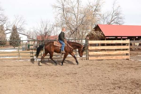 jumping-quarter-horse