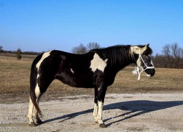 low-jumping-quarter-pony