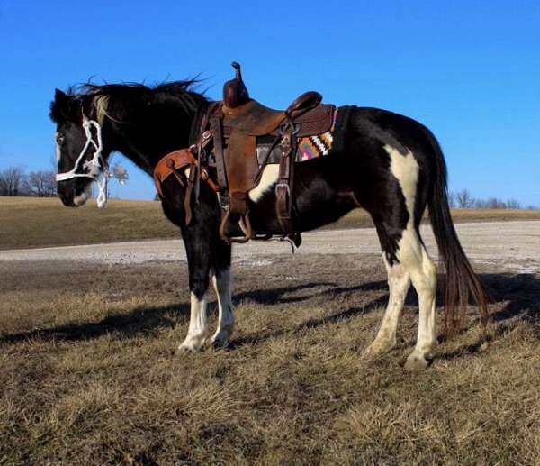 black-overo-quarter-pony-mare