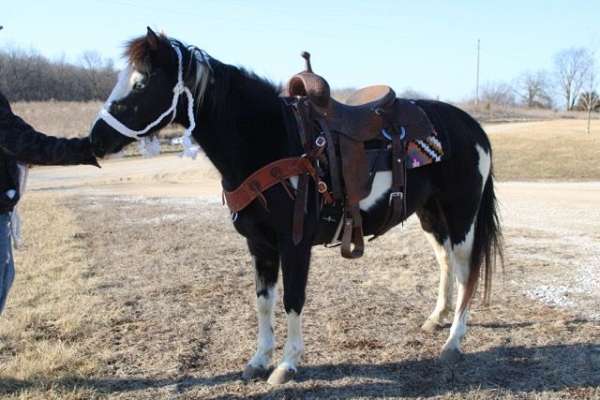 checks-cattle-pony