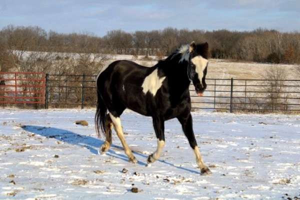 ranch-pleasure-pony