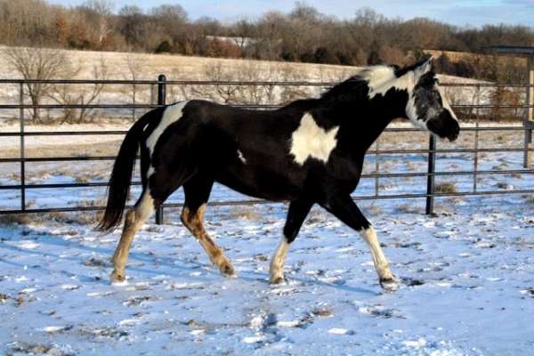 checks-cattle-mare