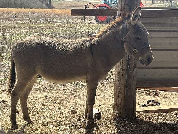 donkey-for-sale