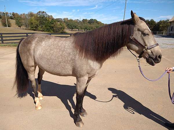 right-hind-sock-horse