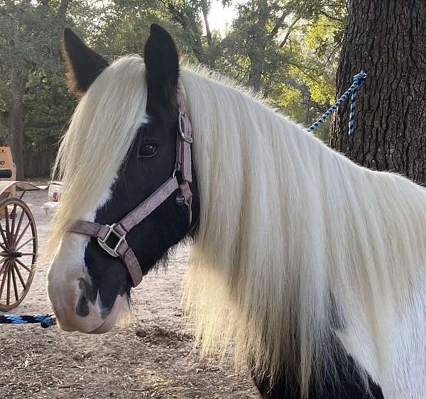 piebald-gypsy-vanner-mare