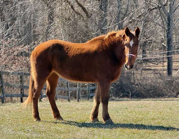 chestnut-belgian-mare