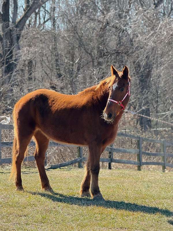 15-hand-belgian-mare