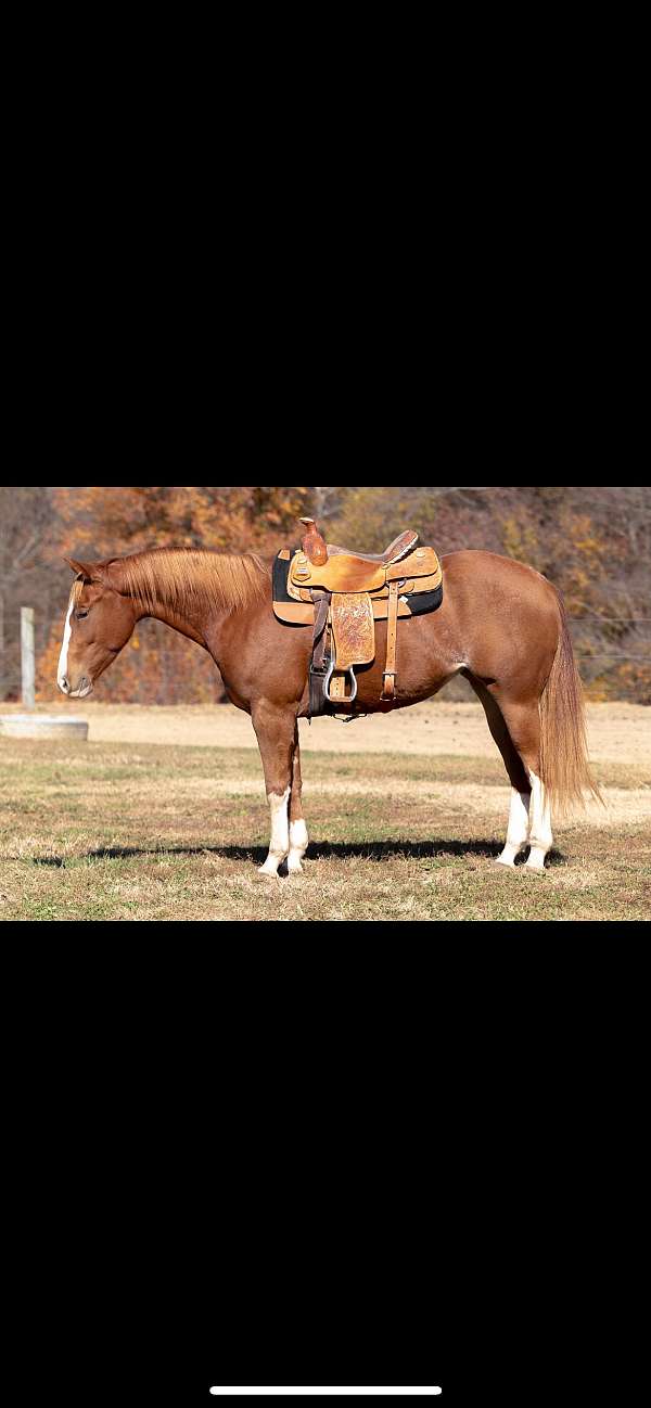 quarter-horse-for-sale