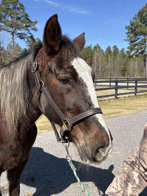 broke-to-ride-quarter-horse