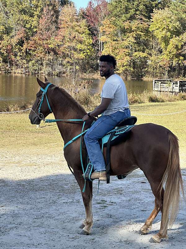 tennessee-walking-horse