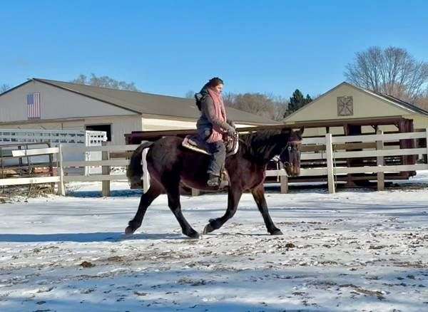 all-around-warmblood-horse