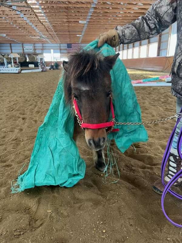 companion-miniature-horse