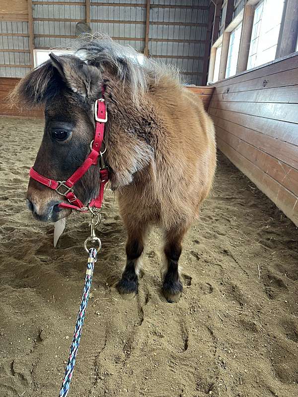 driving-miniature-horse