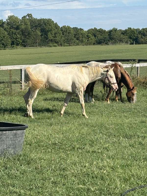 white-mare-foal