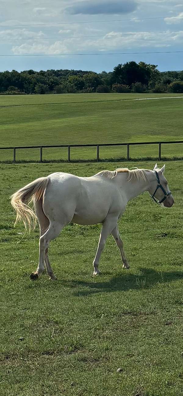 quarter-horse-mare