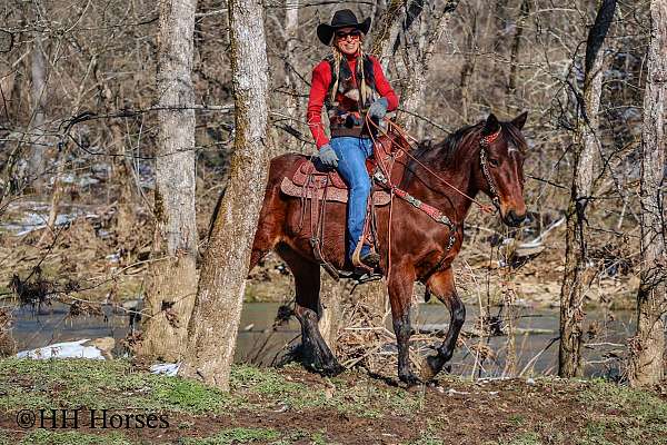 all-around-quarter-horse