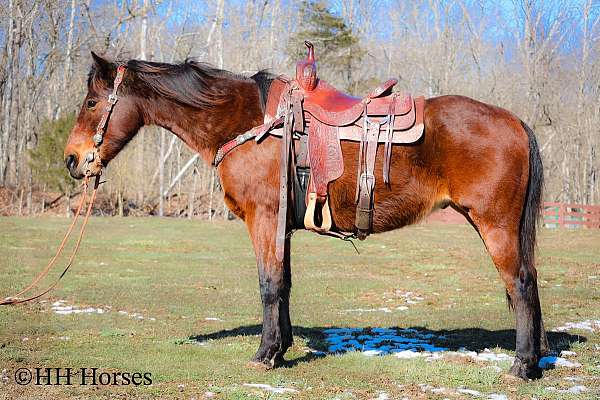 athletic-quarter-horse